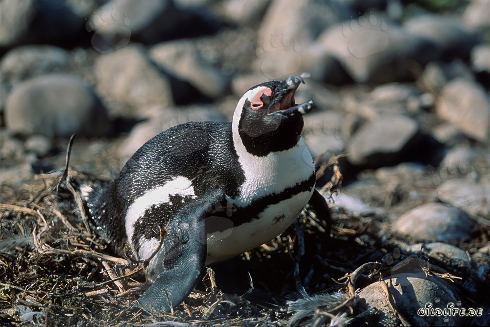 African penguin (Spheniscus demersus) on Dyer Island, South Africa