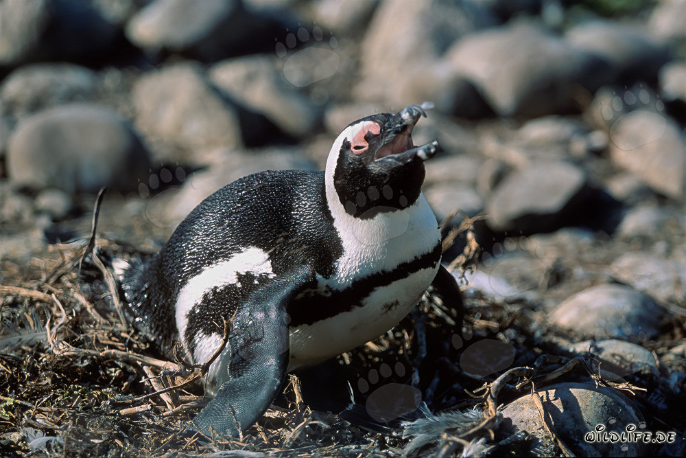 Brillenpinguin (Spheniscus demersus) auf Dyer Island, Südafrika