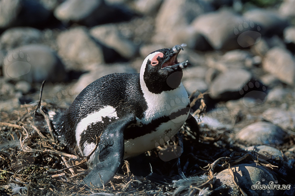 Pinguino del Capo (Spheniscus demersus) sull'Isola Dyer, Sudafrica