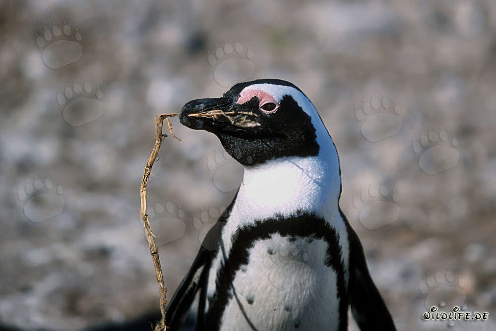 Brillenpinguin auf Dyer Island, Western Cape, Südafrika