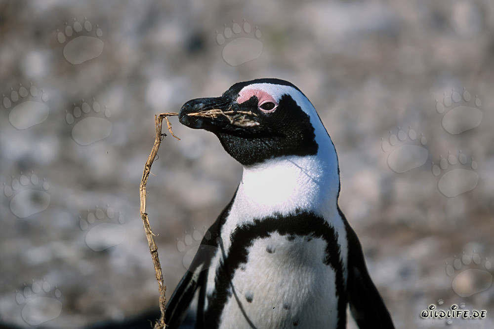 Manchot du Cap à lunettes sur l'île Dyer, Cap-Occidental, Afrique du Sud