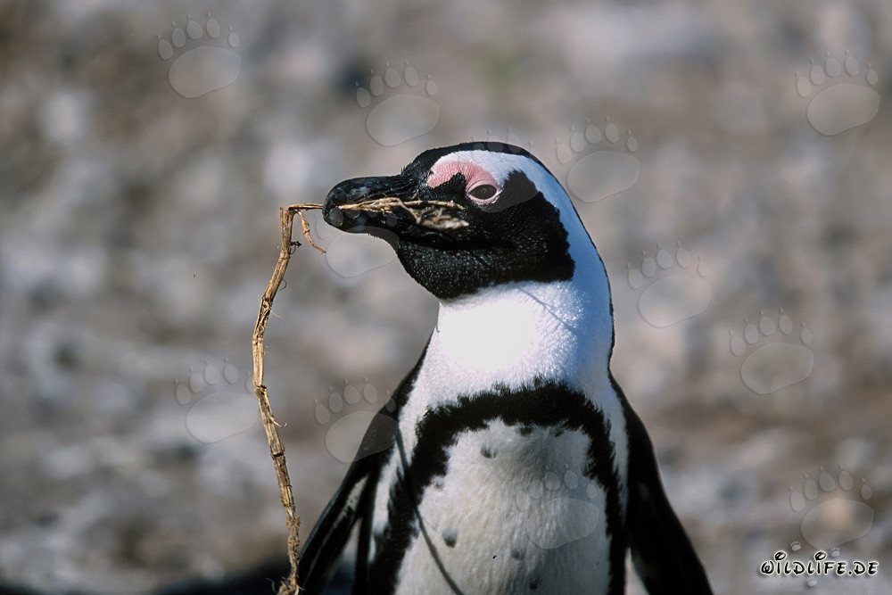 Pinguino del Capo sull'Isola Dyer, Capo Occidentale, Sudafrica