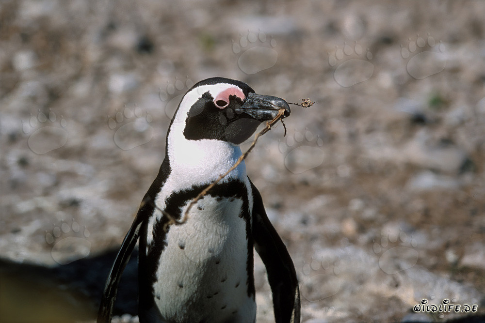 African penguin (Spheniscus demersus) on Dyer Island, South Africa