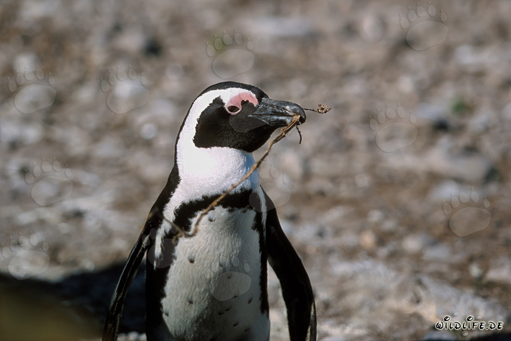 Brillenpinguin (Spheniscus demersus) auf Dyer Island, Südafrika