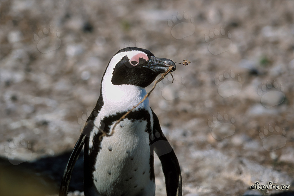 Pinguin du Cap (Spheniscus demersus) sur l'île Dyer, Afrique du Sud
