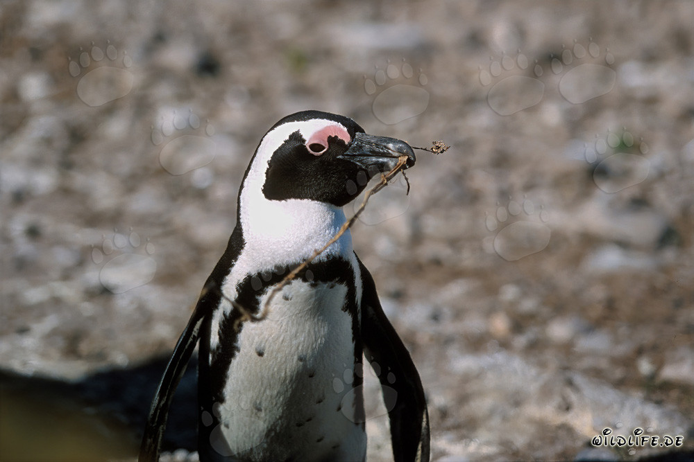 Pingüino de El Cabo (Spheniscus demersus) en la Isla Dyer, Sudáfrica