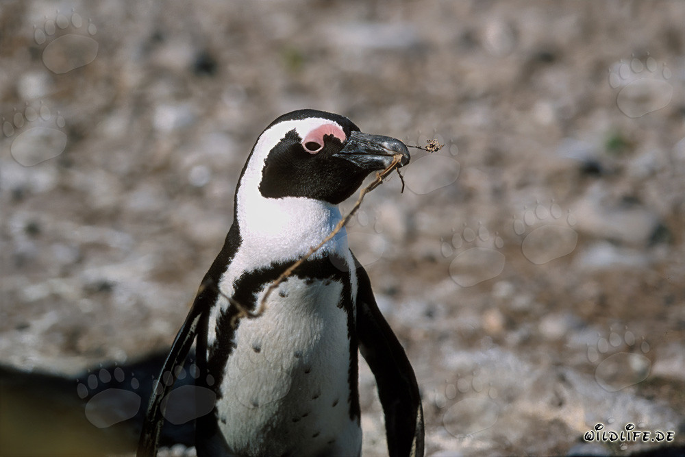 Pinguino del Capo (Spheniscus demersus) sull'Isola Dyer, Sudafrica