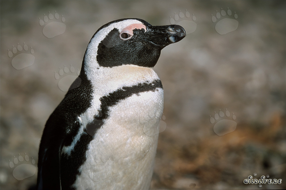 African Penguin - Majestic Residents of Dyer Island