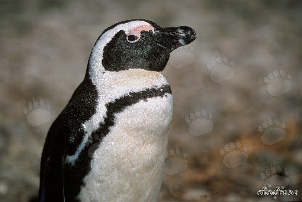 Brillenpinguin - Majestätische Bewohner von Dyer Island