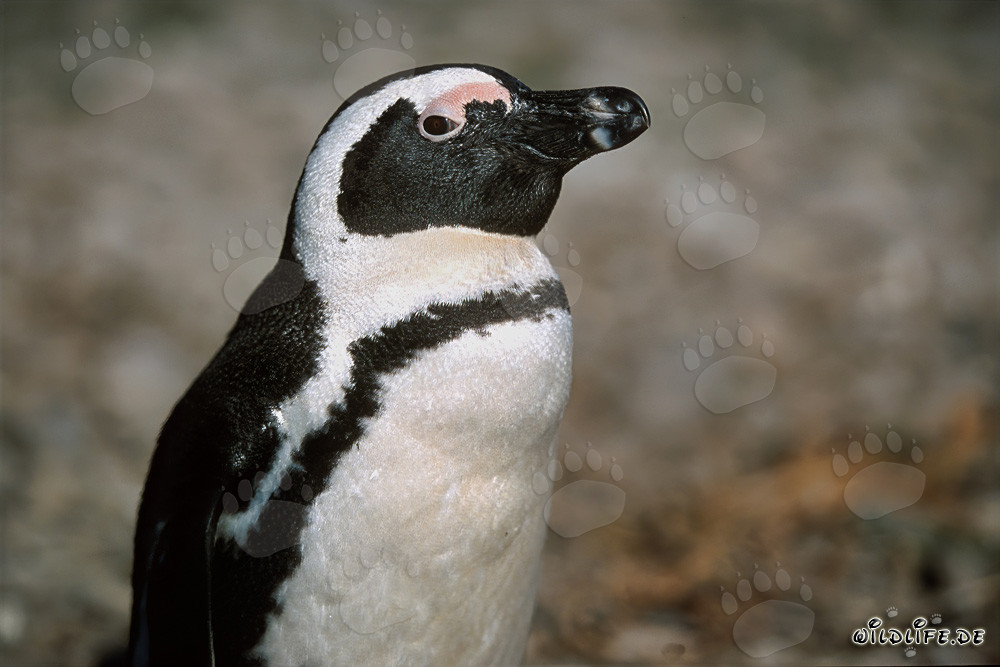 Pinguino dal becco giallo - Abitanti maestosi dell'isola di Dyer