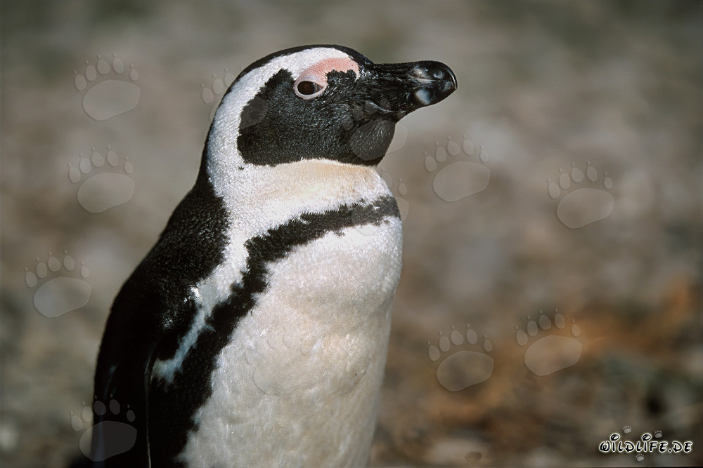 Pingüino de anteojos - Majestuosos habitantes de la isla de Dyer