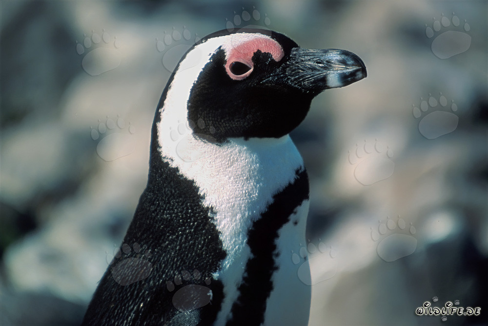 African penguin (Spheniscus demersus) on Dyer Island, South Africa