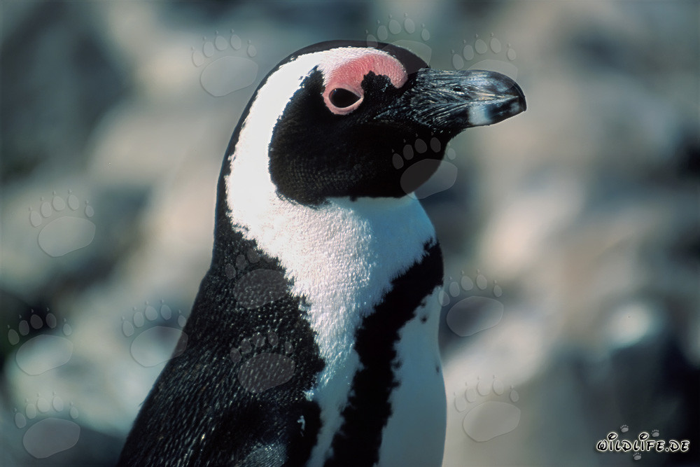 Brillenpinguin (Spheniscus demersus) auf Dyer Island, Südafrika