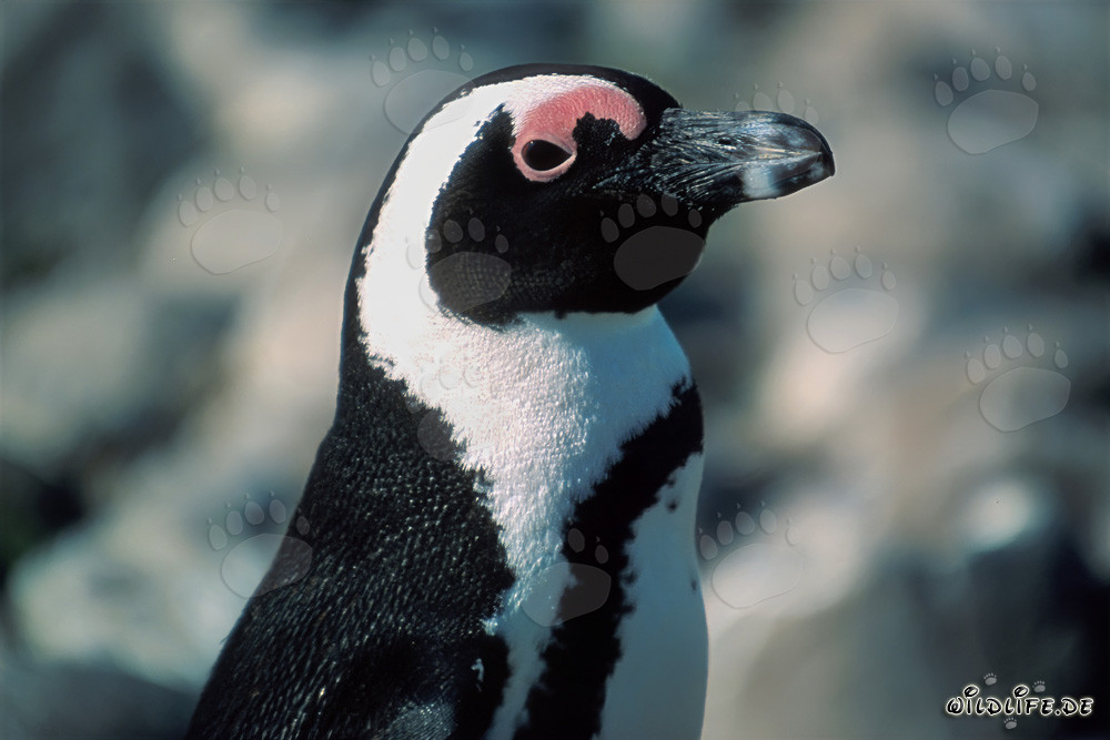 Pingüino de El Cabo (Spheniscus demersus) en la Isla Dyer, Sudáfrica