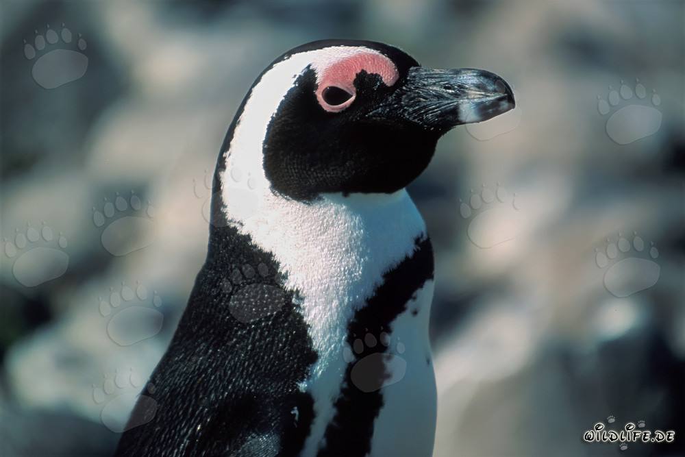 Pinguino del Capo (Spheniscus demersus) sull'Isola di Dyer, Sudafrica