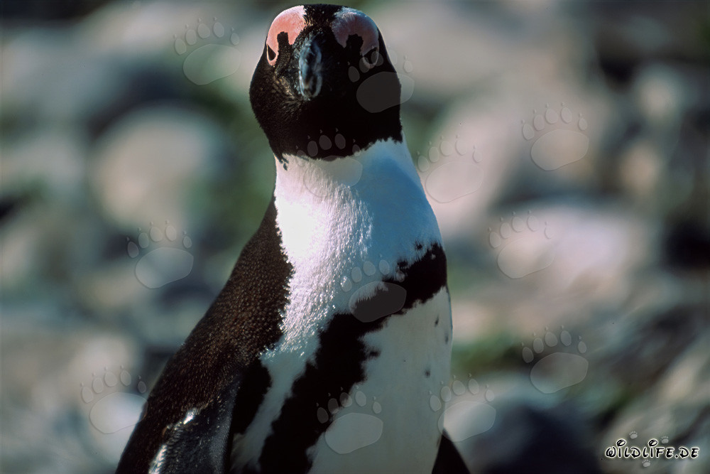 African Penguin (Spheniscus demersus) on the protected Dyer Island in South Africa