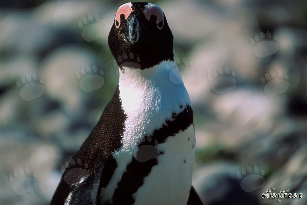 Brillenpinguin (Spheniscus demersus) auf der geschützten Dyer Island in Südafrika