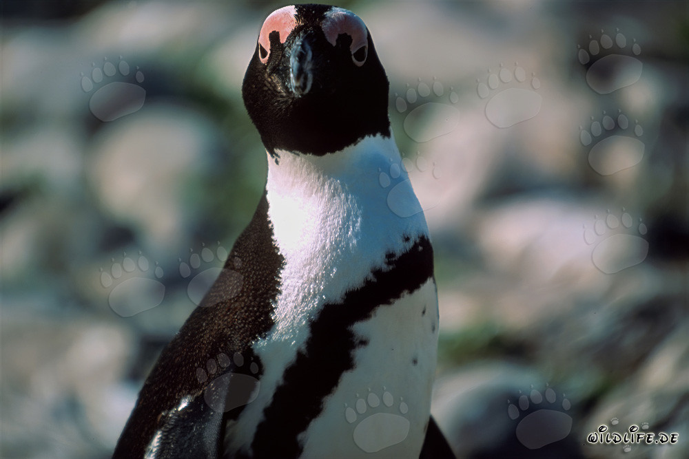 Pingouin du Cap (Spheniscus demersus) sur l'île protégée de Dyer en Afrique du Sud