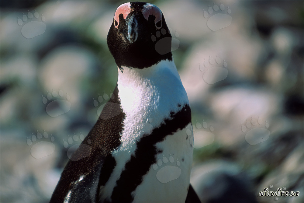 Pingüino de El Cabo (Spheniscus demersus) en la protegida Isla de Dyer en Sudáfrica