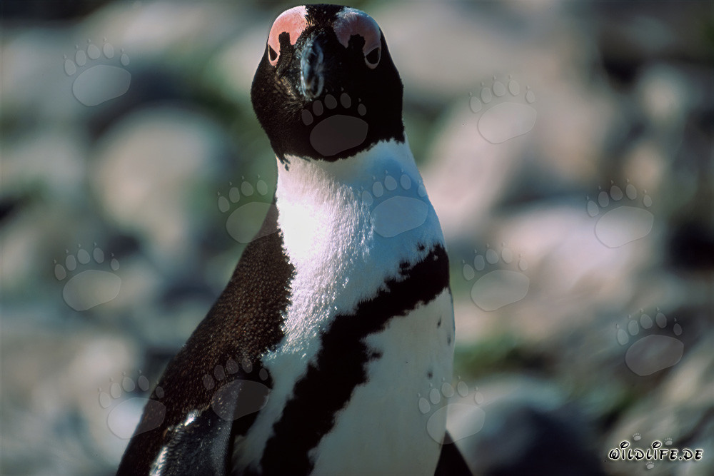 Pinguino del Capo (Spheniscus demersus) sull'isola protetta di Dyer in Sudafrica