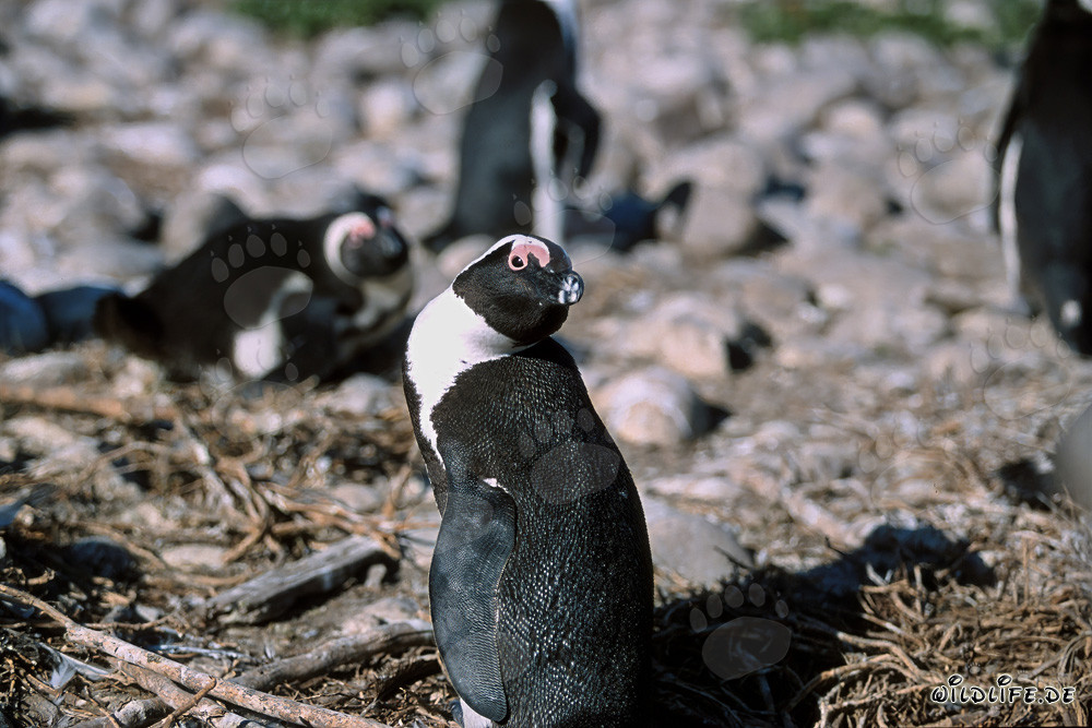 African Penguin (Spheniscus demersus) on Dyer Island, South Africa