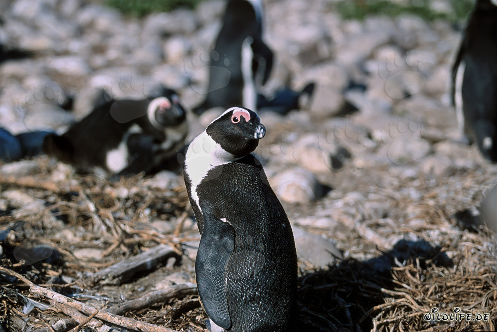 Brillenpinguin (Spheniscus demersus) auf Dyer Island, Südafrika