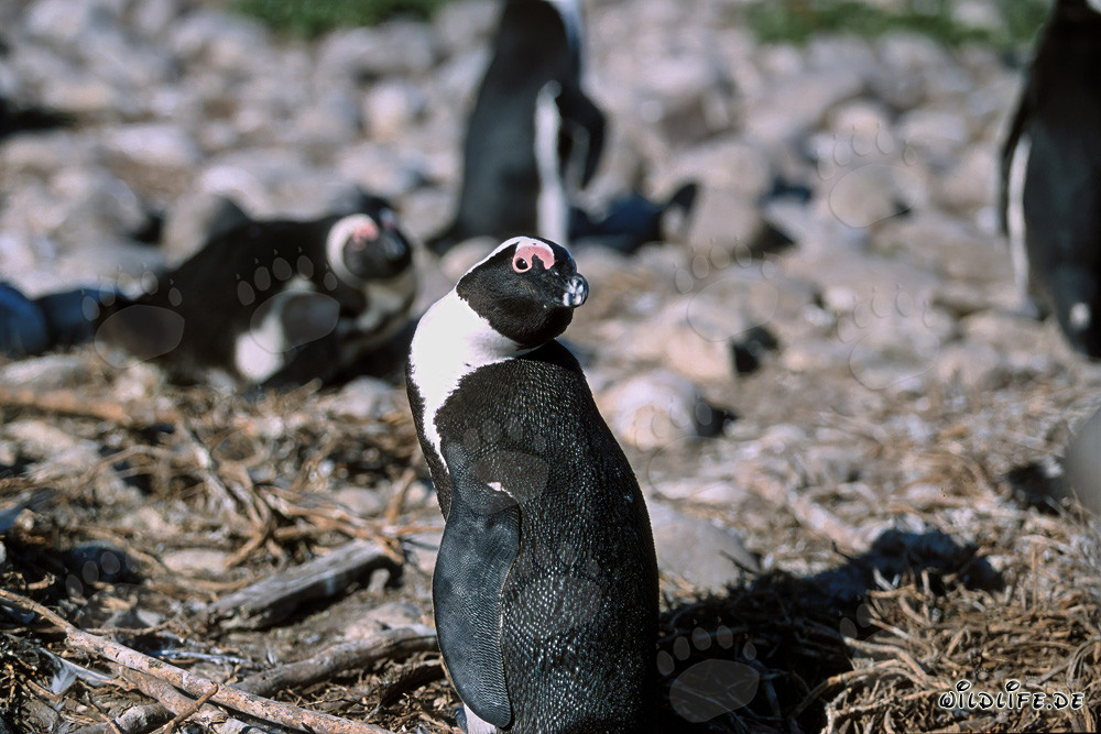 Penguin à lunettes (Spheniscus demersus) sur l'île de Dyer, Afrique du Sud