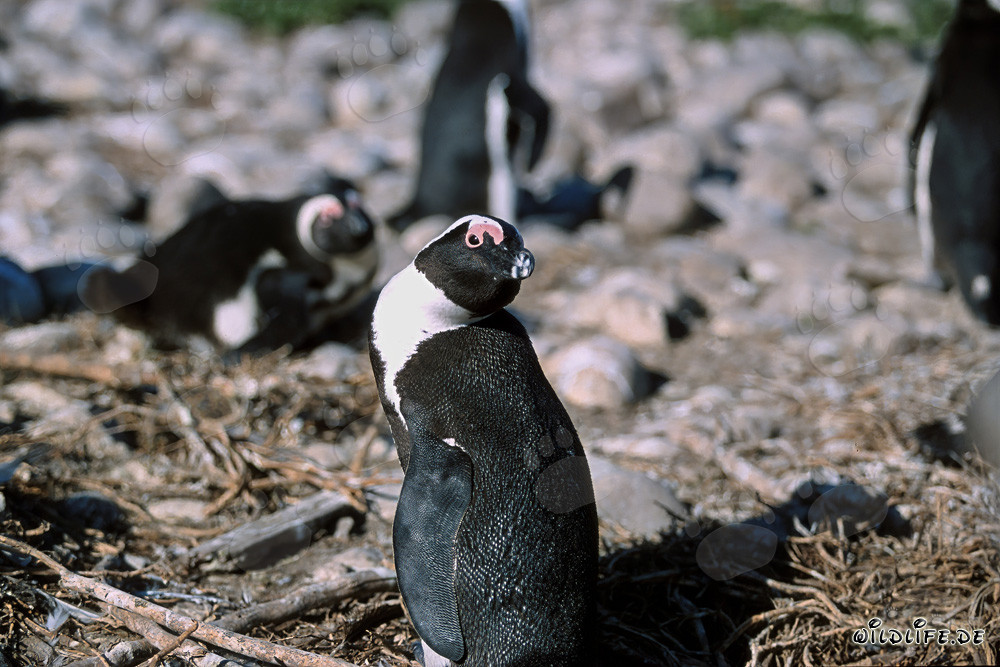 Pinguino dagli occhiali (Spheniscus demersus) sull'Isola di Dyer, Sudafrica