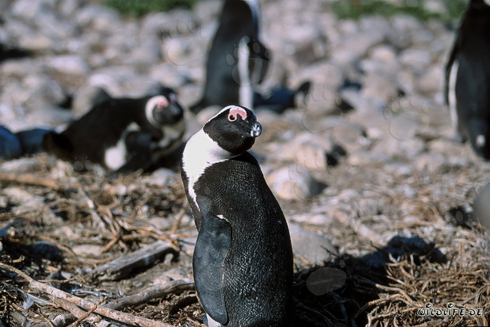 Pingüino de anteojos (Spheniscus demersus) en la Isla de Dyer, Sudáfrica