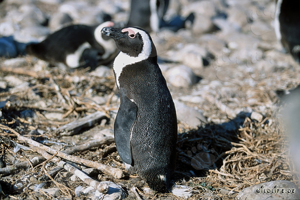African penguin (Spheniscus demersus) on Dyer Island, South Africa