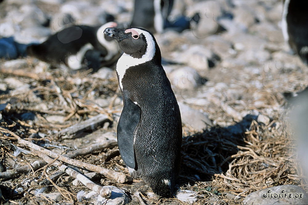 Brillenpinguin (Spheniscus demersus) auf Dyer Island, Südafrika