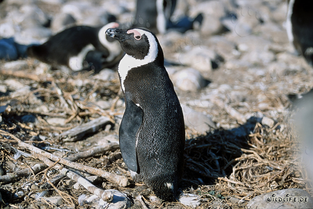Pingouin du Cap (Spheniscus demersus) sur l'île de Dyer, Afrique du Sud