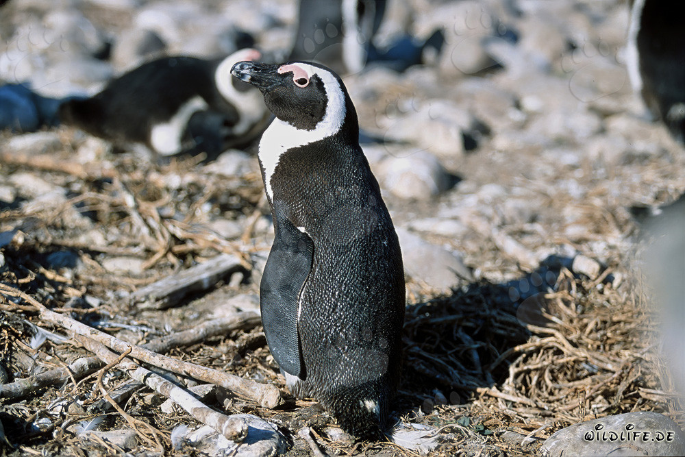 Pinguino del Capo (Spheniscus demersus) sull'Isola di Dyer, Sudafrica