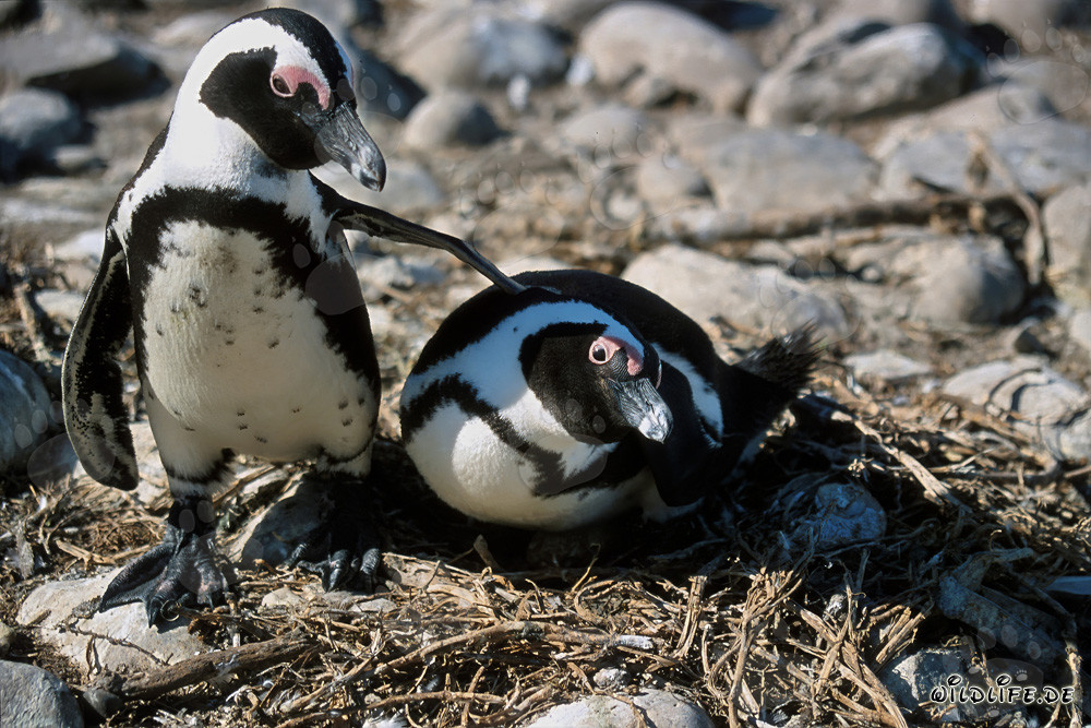 African Penguin on Dyer Island, Western Cape, South Africa