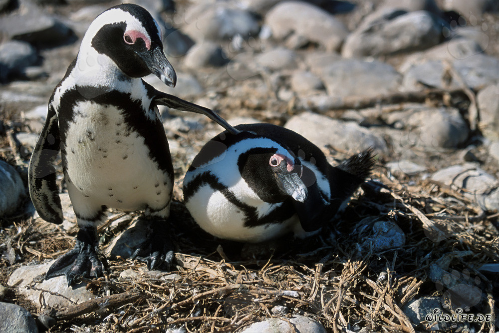 Brillenpinguin auf Dyer Island, Western Cape, Südafrika