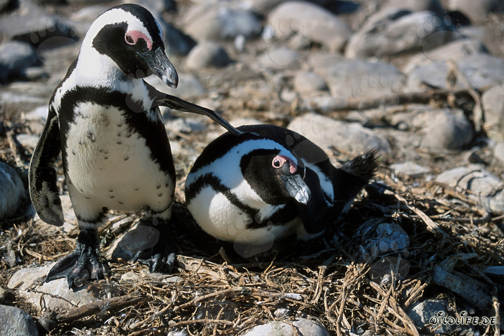 Pingüino de El Cabo en la isla de Dyer, Cabo Occidental, Sudáfrica