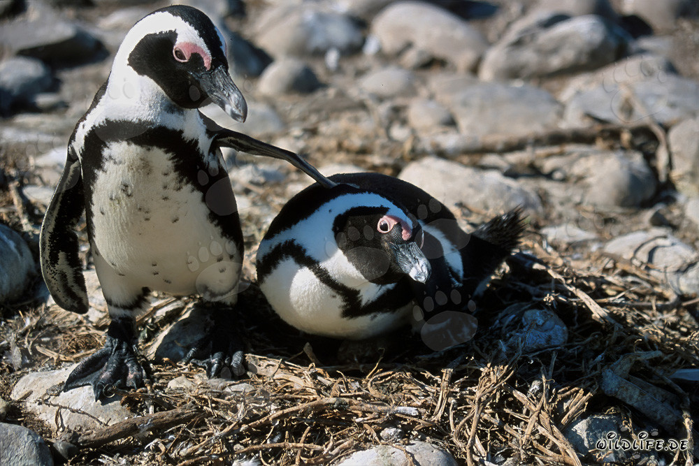 Pinguino del Capo sull'isola di Dyer, Capo Occidentale, Sudafrica