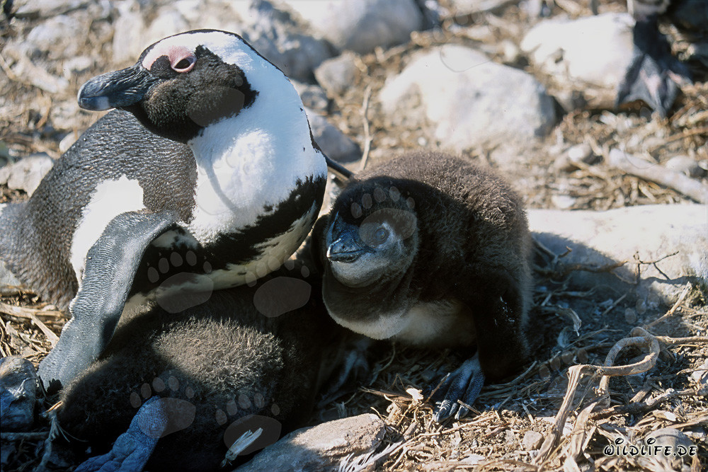 Brillenpinguin mit Küken auf der geschützten Dyer Island in Südafrika