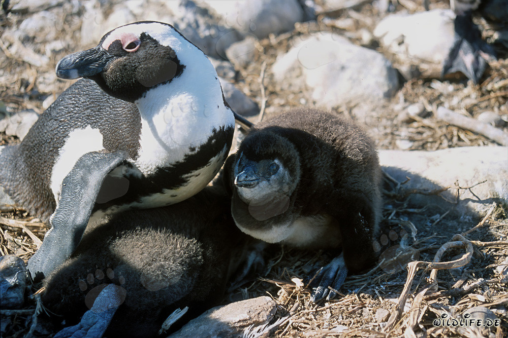 Pinguino dal becco a scarpa con pulcino sull'isola protetta di Dyer in Sudafrica