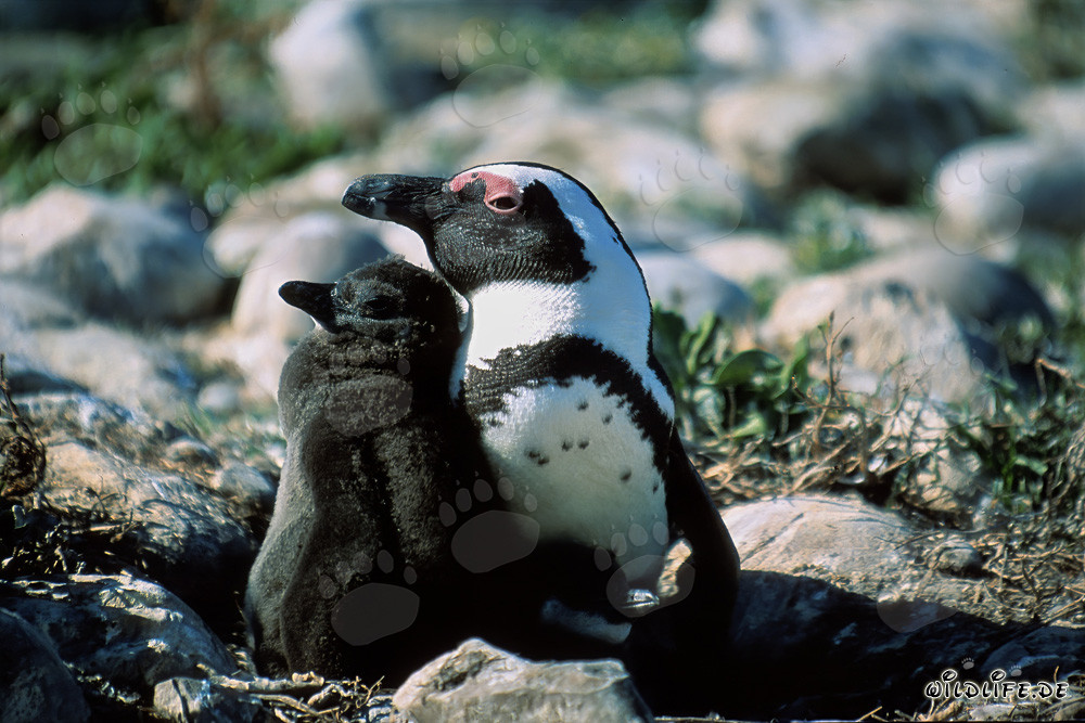 African Penguin with juvenile on Dyer Island in South Africa