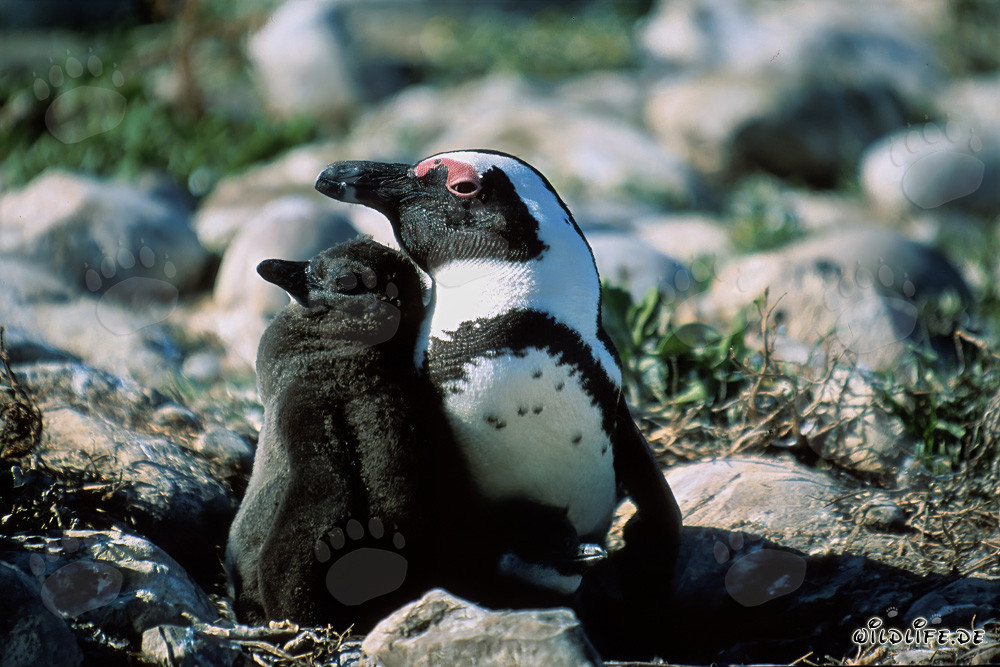 Brillenpinguin mit Jungtier auf Dyer Island in Südafrika