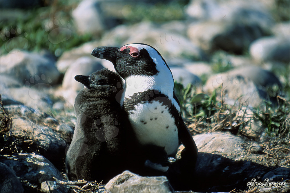 Pingouin à lunettes avec son petit sur l'île de Dyer en Afrique du Sud