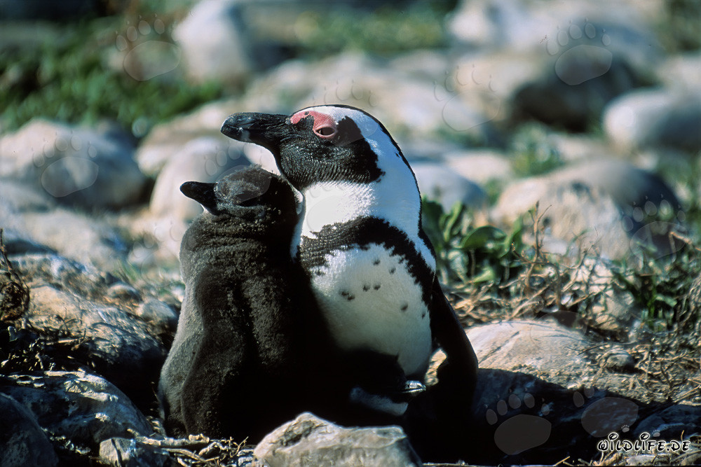 Pingüino de anteojos con cría en la Isla Dyer en Sudáfrica