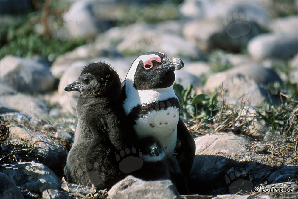 African Penguin chick with adult Penguin