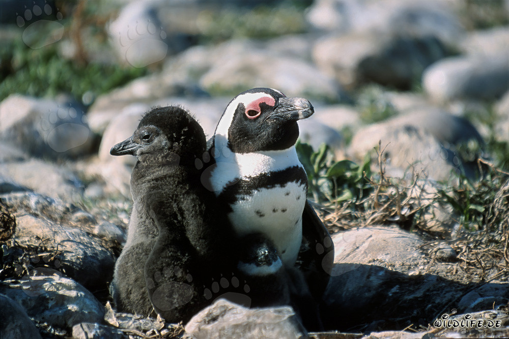 Brillenpinguin Kueken mit erwachsenem Pinguin