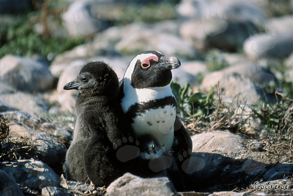 Pinguin à lunettes avec un adulte