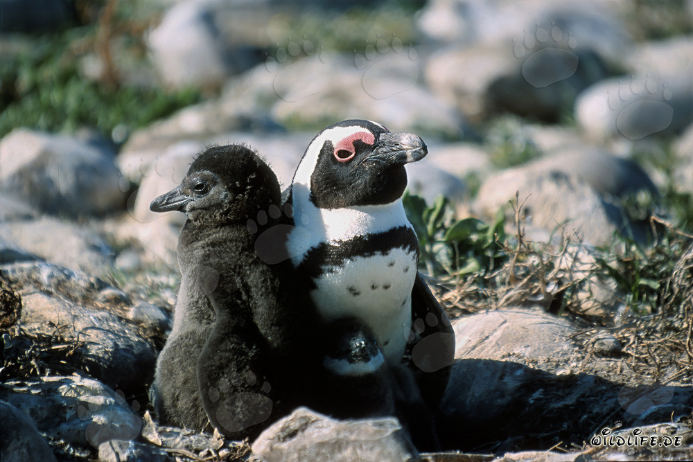 Pingüino de anteojos con adulto