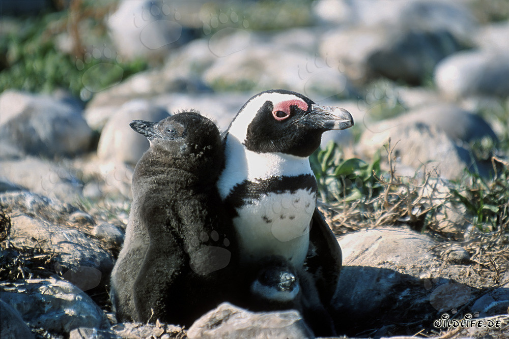 Black-footed Penguin Chick and Adult Penguin on Dyer Island, South Africa