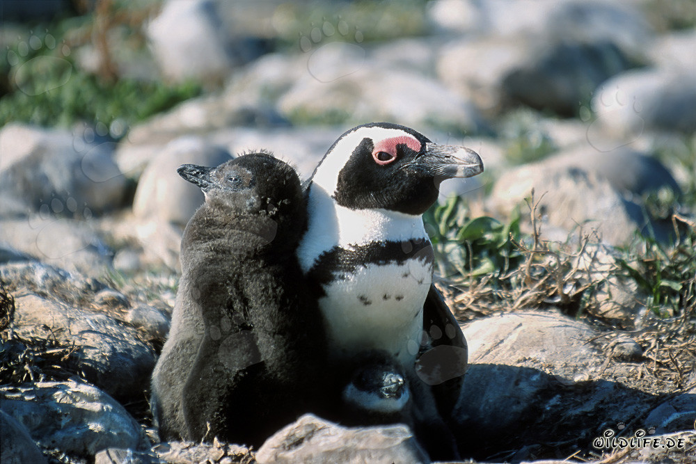Brillenpinguinkueken und Erwachsener auf Dyer Island in Suedafrika