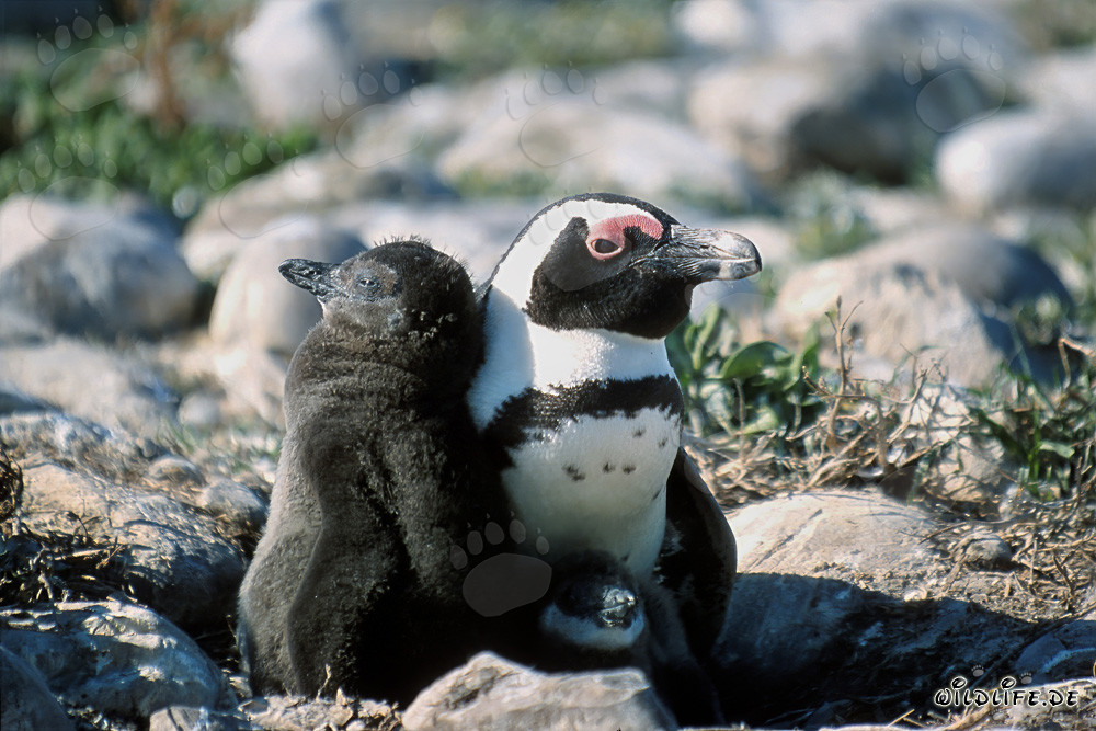Pulcino di pinguino di Dyer in Sudafrica